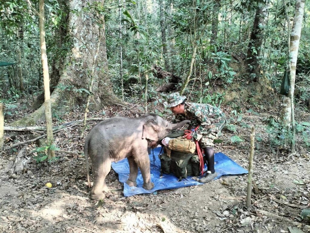 Elephant rescue National Park Rangers at Tad Mok Fog
